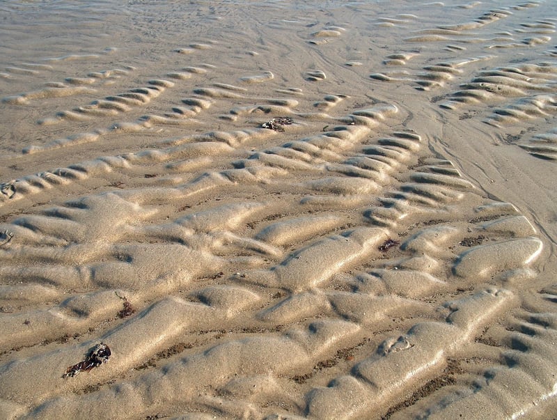 Toilet Paper Roll Animals